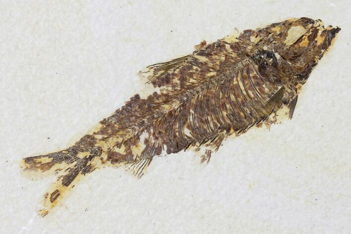 Bargain, Fossil Fish (Knightia) - Wyoming #133946